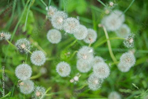 Background of fluffy white dandelions among green leaves. © Maryna