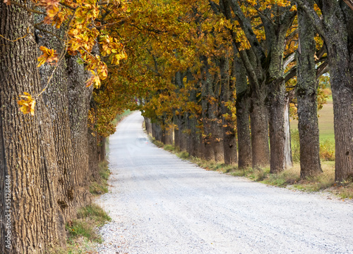 Alley of trees with autumn leaves and road