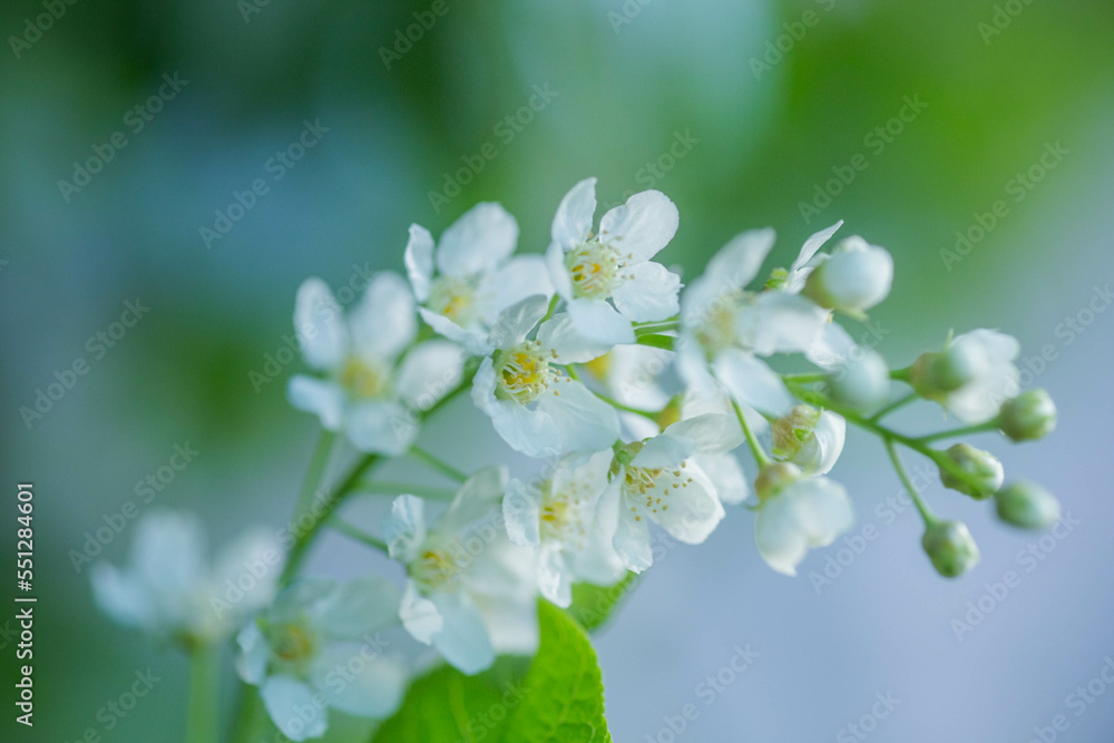 Blossoming bird cherry. Flowers bird cherry tree. Blossoming bird cherry. Flowers bird cherry tree.