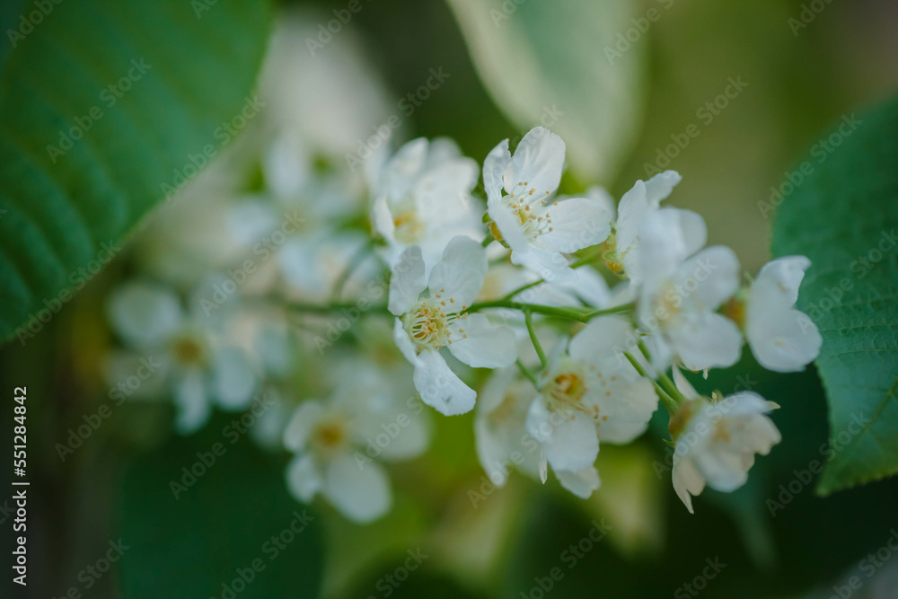 Blossoming bird cherry. Flowers bird cherry tree. Blossoming bird cherry. Flowers bird cherry tree.