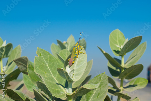 Beautiful landscape view of a grasshopper on a Calotropis plant with blurred background and selective focus. A colorful locust sitting on Calotropis plant. photo