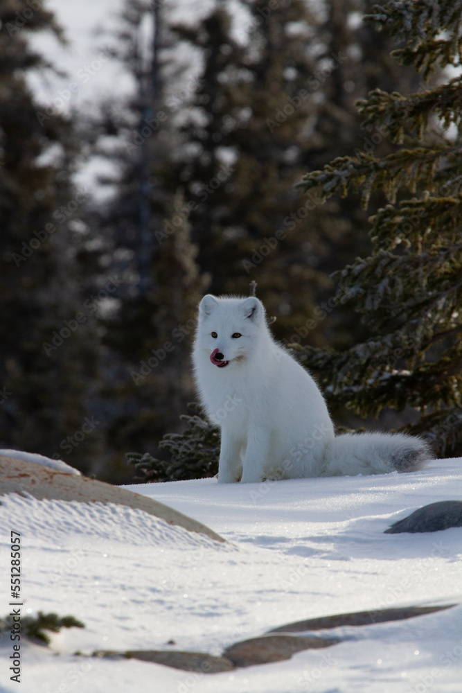 Arctic fox or Vulpes Lagopus looking around and getting ready for the next hunt while sitting on snow, Churchill, Manitoba, Canada Arctic fox or Vulpes Lagopus looking around and getting ready for the next hunt while sitting on snow, Churchill, Manitoba, Canada