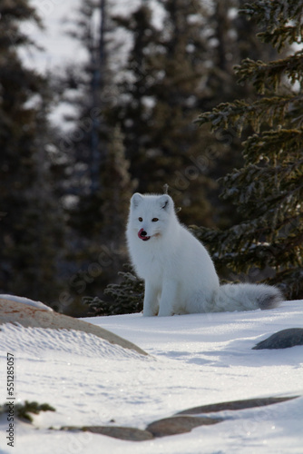 Arctic fox or Vulpes Lagopus looking around and getting ready for the next hunt while sitting on snow, Churchill, Manitoba, Canada