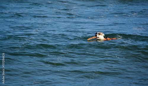 dog swimming in the sea