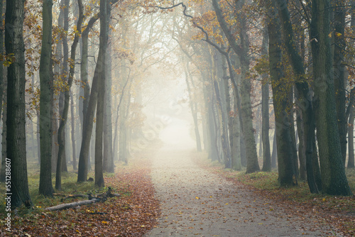 path in the woods on a misty morning