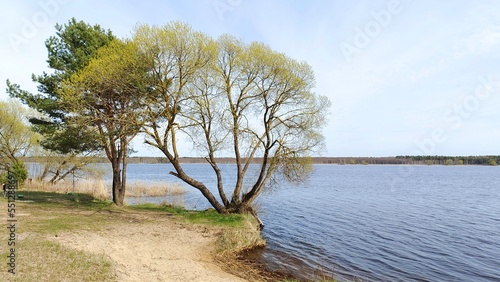 On the shore of the lake near the trees there is a fishing spot. On stands are installed feeder rods with winchless reels, there is a chair, a net and a bucket with bait. There is a wave on the water 