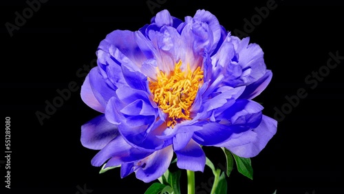Tender Toned in Blue Peony Open Flower in Time Lapse on a Black Background. Plant Paeonia Coral Supreme Changing Petals Color from Dark Blue to Yellow While Blooming and Wilting in Timelapse photo