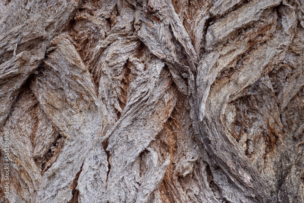 Bark of old tree. Brown texture, abstract background. Bark of old tree. Brown texture, abstract background.