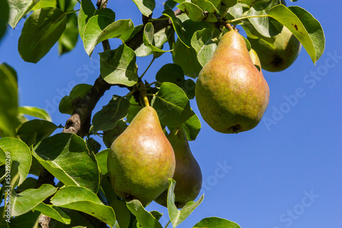 Pear tree. Pear green garden with fruit. Natural environment, outdoors