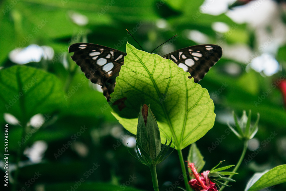 Butterfly on Mainau Island near Konstanz. Butterfly on Mainau Island near Konstanz.