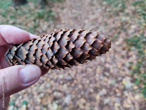 Fir cone in the hands of a man against the background of green grass and earth. Brown bump in the foreground. The second plan is blurred. photo