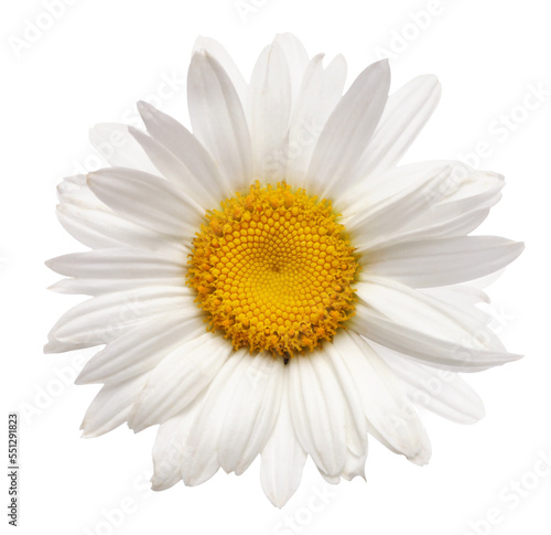PNG close-up white chamomile flower on tranparent background. © Liliia