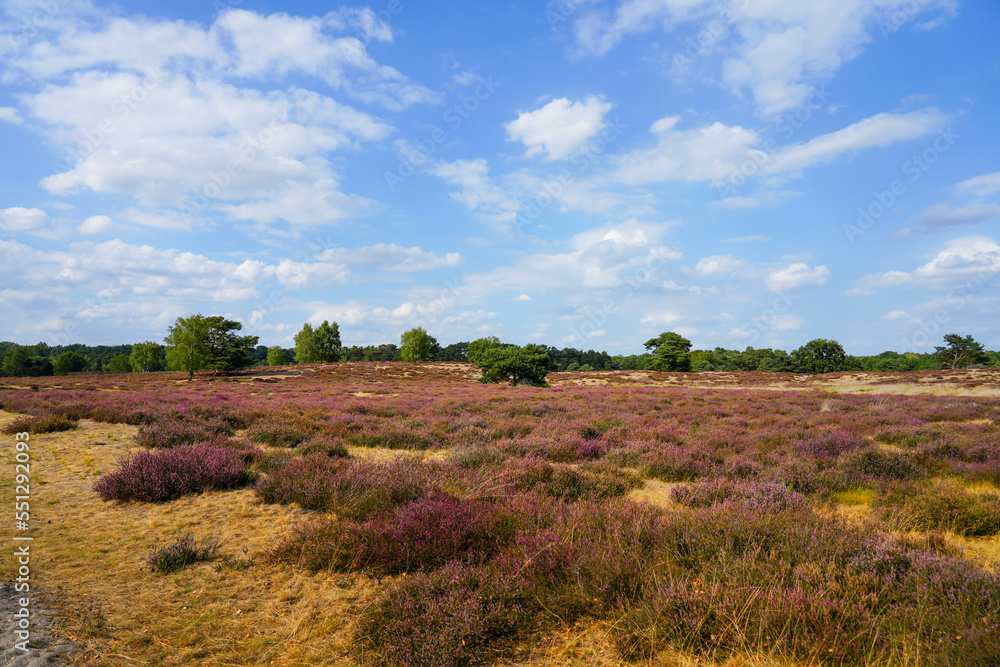 Nature in the Westruper Heide. Landscape with heather plants and trees in the nature reserve in Haltern am See. Nature in the Westruper Heide. Landscape with heather plants and trees in the nature reserve in Haltern am See.