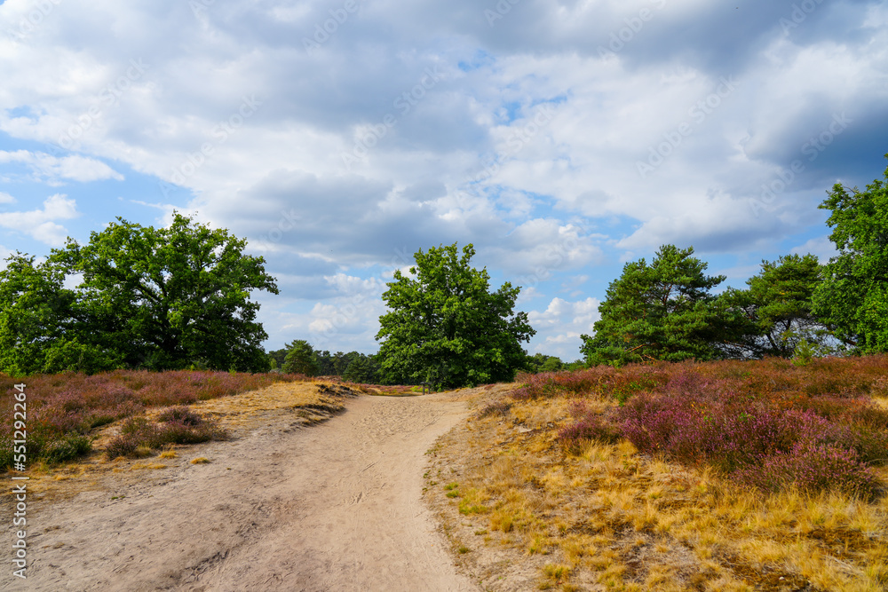 Nature in the Westruper Heide. Landscape with heather plants and trees in the nature reserve in Haltern am See. Nature in the Westruper Heide. Landscape with heather plants and trees in the nature reserve in Haltern am See.