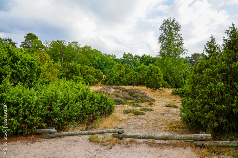 Nature in the Westruper Heide. Landscape with heather plants and trees in the nature reserve in Haltern am See.