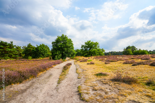 Nature in the Westruper Heide. Landscape with heather plants and trees in the nature reserve in Haltern am See.