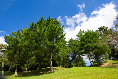 清々しい青空のゴルフ場・ティーイングエリア後ろの丘と林の木々（千葉県木更津市）