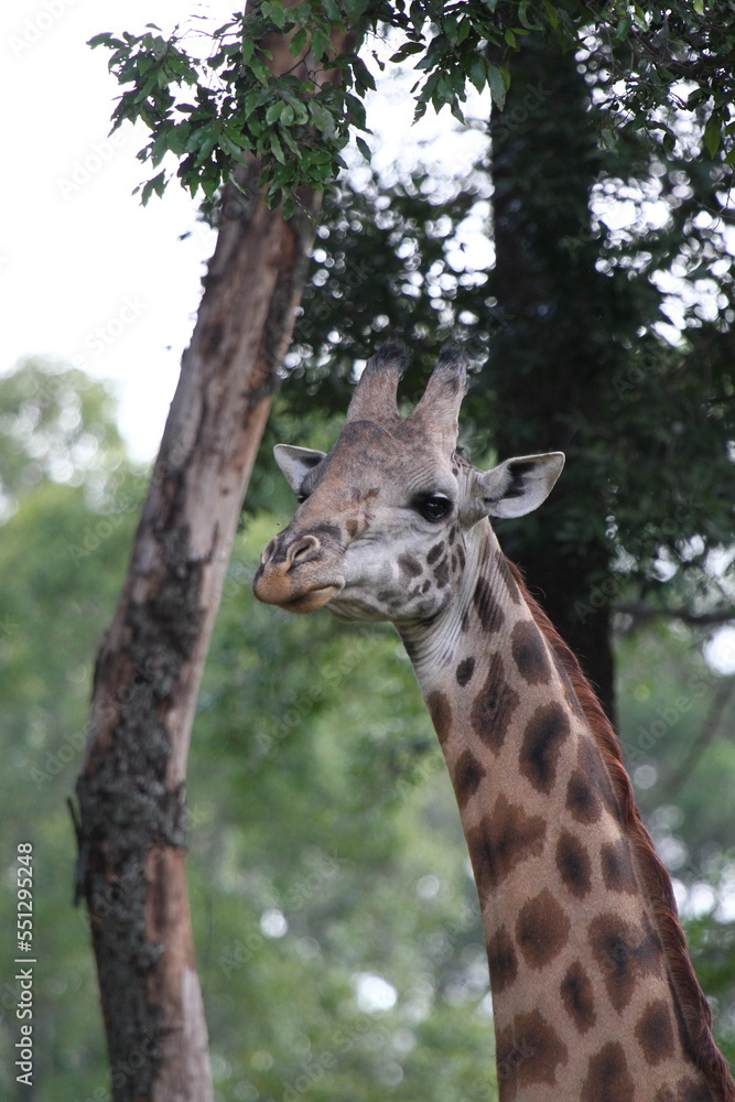 Giraffe portrait with his tongue out feeding on acacia Giraffe portrait with his tongue out feeding on acacia