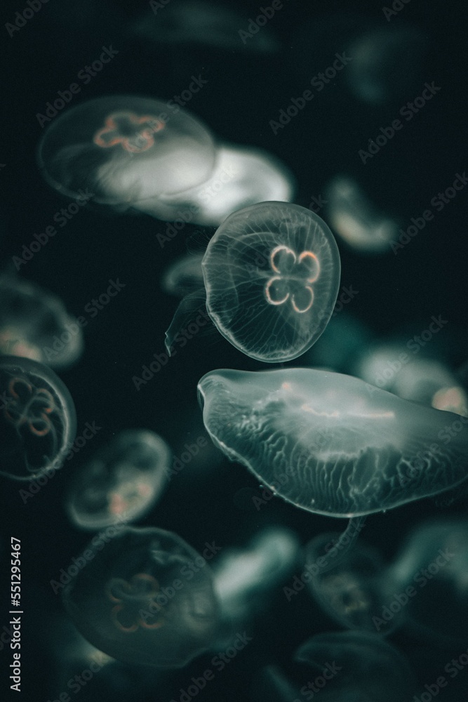 jellyfish jellyfish