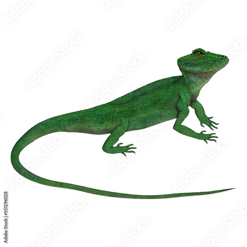 Green Lizard Reptiles Digital Art By Winters860 Isolated, Transparent Background  © Winters860