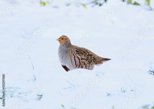 Partridge in winter. Walking in winter snow. Wildlife. Bird.