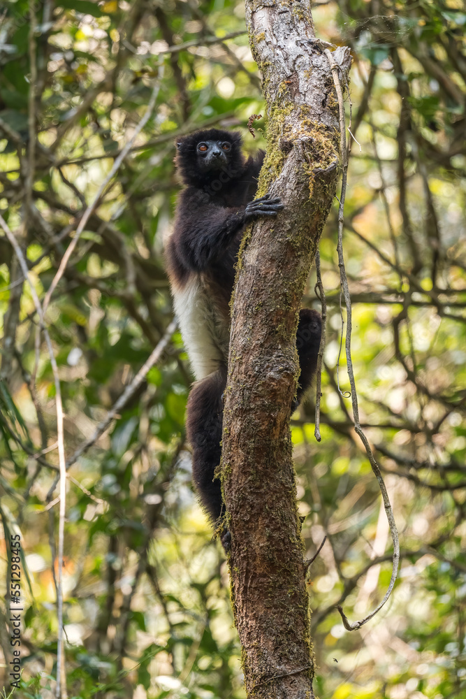 Fototapeta premium Milne-Edwards's Sifaka - Propithecus edwardsi, beautiful endangered primate from Madagascar forests, Ranomafana National Park, Madagascar.