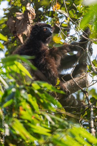 Milne-Edwards's Sifaka - Propithecus edwardsi, beautiful endangered primate from Madagascar forests, Ranomafana National Park, Madagascar. photo