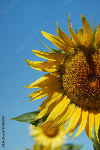 French sunflowers
