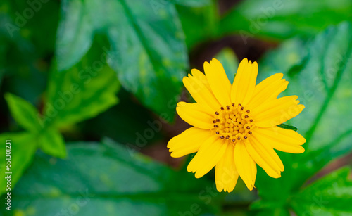 Yellow daisies or grass flo...
