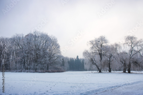 Beautiful morning landscape in the park in frosty winter © Mallivan