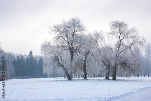 Snow-covered willows on a winter morning