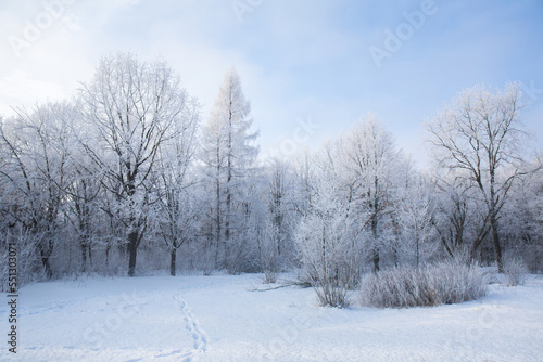 Frost on the trees on a winter morning