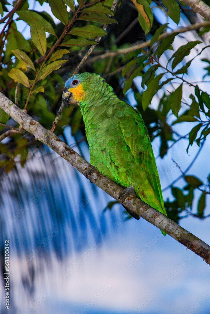 Curica (Amazona amazonica) | Orange-winged Parrot Curica (Amazona amazonica) | Orange-winged Parrot
