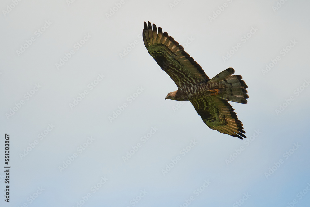 Fototapeta premium Wespenbussard (Pernis apivorus) in Linum 