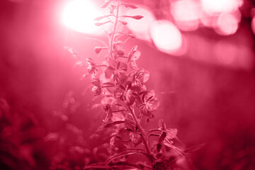 Acrylglasbilder Pantone 2023 Viva Magenta Trendy Color of the year 2023: Viva Magenta toned summer wild flower lupine closeup on sunset.  © olinchuk