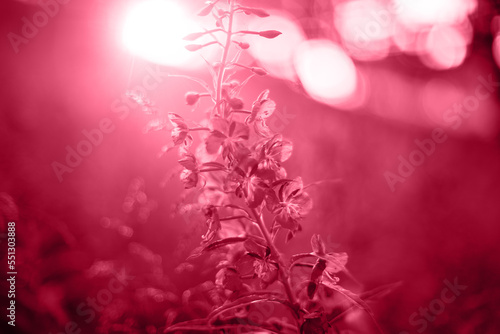 Trendy Color of the year 2023  Viva Magenta toned summer wild flower lupine closeup on sunset.