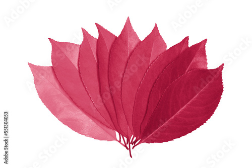 Several leaves are fan-shaped and tinted in Viva Magenta - trendy color of year 2023. Fashion color palette sample. Isolated on white background.