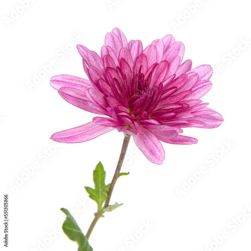 Beautiful spring pink flower fresh isolated on the white background