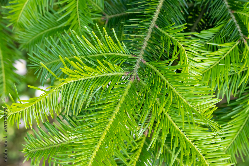 background of a young green spruce on a sunny day