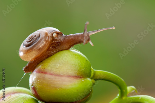 Snail on leaf in tropical forest