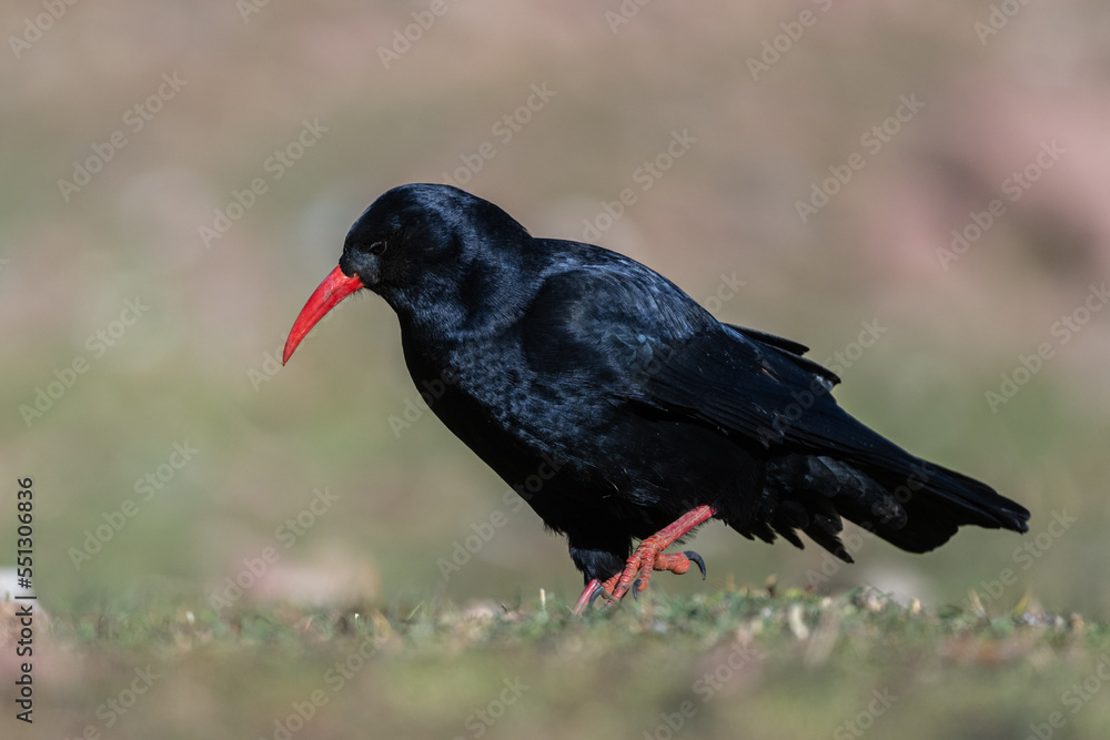 Red-billed chough, Pyrrhocorax pyrrhocorax, Atlas Mountains Morocco. Red-billed chough, Pyrrhocorax pyrrhocorax, Atlas Mountains Morocco.