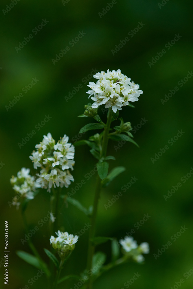 Graukresse (Berteroa incana) Graukresse (Berteroa incana)