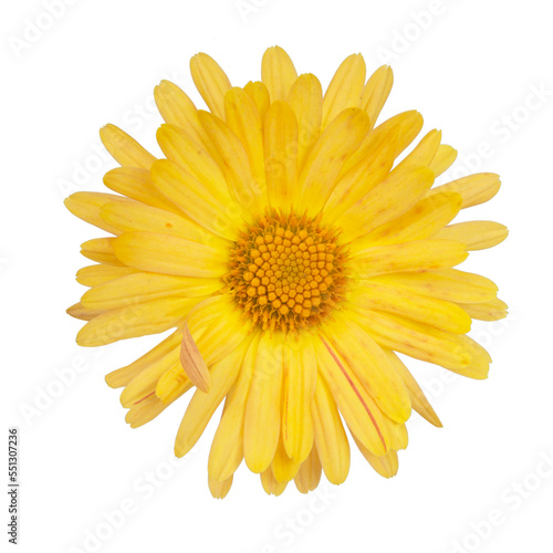 Beautiful spring yellow flower fresh isolated on the white background