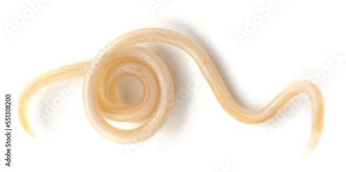 White roundworm parasite.