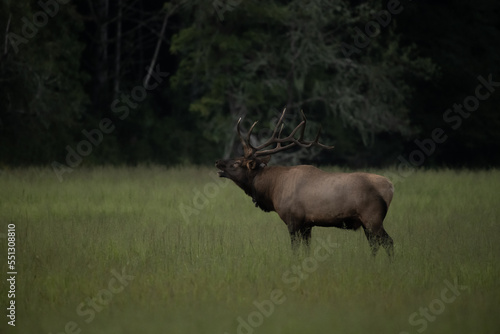 Bugling Elk In Meadow With Muted Colors