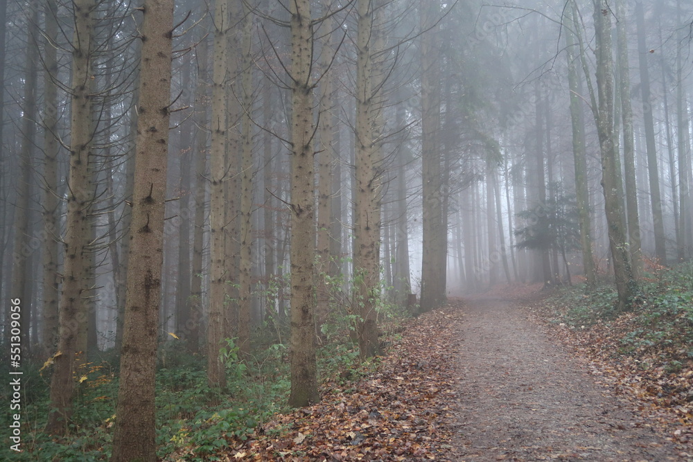 Fototapeta premium Wald im Herbstnebel