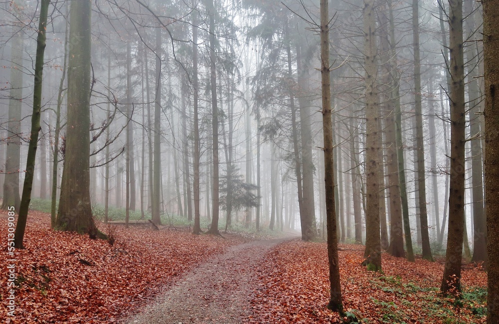 Obraz premium Wald im Herbstnebel