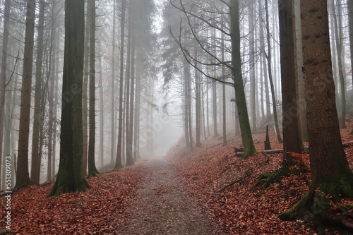 Wald im Herbstnebel © Franz Gerhard