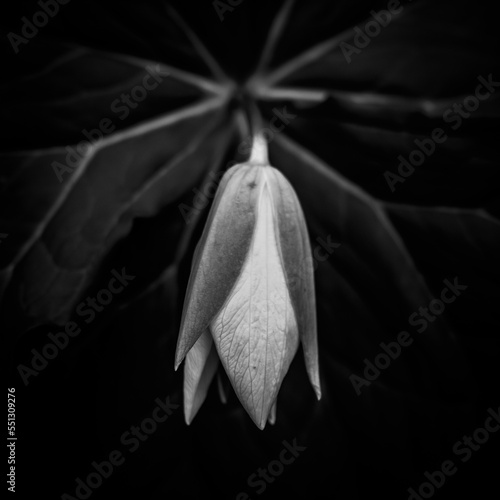 Black And White Texture of Trillium Bloom and Leaves