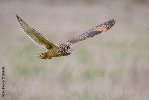 Short eared owl flying over a field in winter at twilight